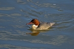 Goosander