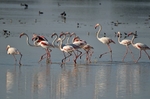 Greater Flamingos