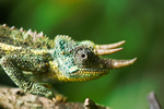 Chameleon Nairobi Kenya