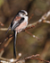 Long-tailed Tit near the feeders at Otmoor