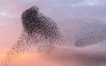 Starling Murmurations, Avalon Marshes_GS1121
