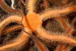 Ophiocomina nigra