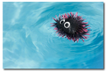 Pool Urchin