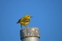 Yellow Wagtail