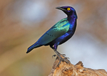 Purple Glossy Starling