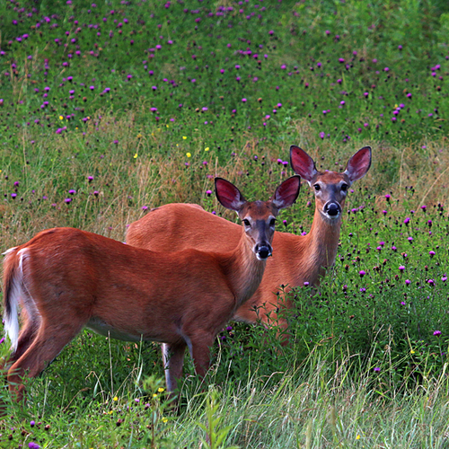 Two does pause briefly during a graze in a meadow.