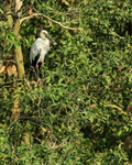Asian Openbill in tree, Gao Giong, Vietnam