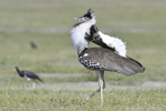 Kori bustard