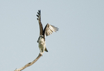 Osprey starting to fly