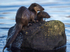 OTTER, ISLE OF MULL, SCOTLAND