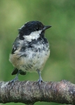 Coal Tit