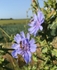 10 Wild Chicory