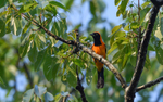 Orange Backed Troupial