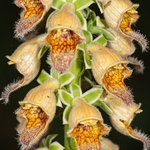 Rusty foxglove (Digitalis ferruginea)