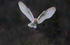 Barn Owl