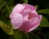 Dog Rose (01)