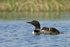 Common Loon chicks resting on adult's back, Minnesota, USA