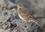 Larks portfolio
