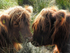 Highland Cows