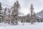 Trees and snow