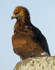 GOLDEN EAGLE