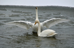 Whooper Swan