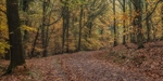 Autumn Panorama
