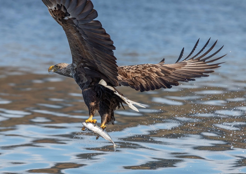 White Tailed Eagle - Isle of Mull - Scotland