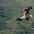 White-tailed Eagle