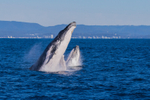 Mother and Calf double Breach 1 0A3A7084