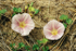 Sea Bindweed