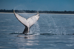 Fluke Splash 2