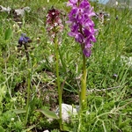 Bunt-tip orchid (Netinea ustulata) with Early purple orchid (Orchis mascula) 