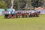 Marlie 11 Horse Draft Team 1. 0A3A9183