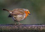 Thrushes,Chats portfolio