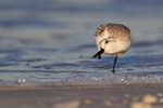 Sanderling scratching, Fort De Soto, Florida