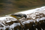 Pipits & Wagtails portfolio