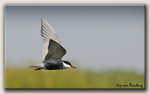 Whiskered Tern 2