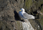 Kittiwake