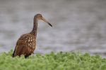 Limpkin, Harns Marsh, Florida, USA