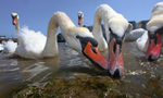 Mute Swan Urban environment_ MU_002