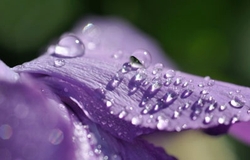 Flowers and Nature portfolio