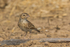 Bush Pipit