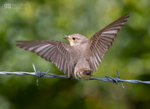 Spotted Flycatcher