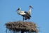 White Storks