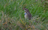 Bluethroat