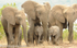 Elephant's family.