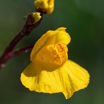 Southern bladderwort (Utricularia australis)