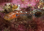 Gobiusculus flavescens