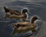 Desert Ducks II